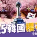 2025 韓國櫻花季:首爾林櫻花、鎮海櫻花5 大韓國賞櫻景點推薦!