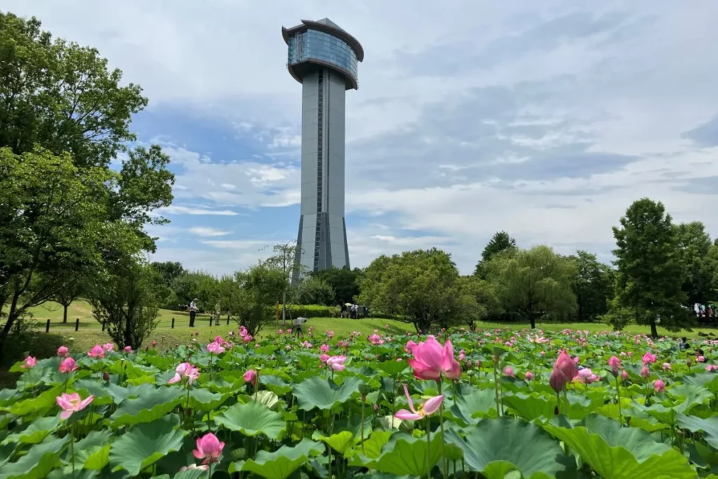 小暑清晨觀蓮景點:古代蓮之里