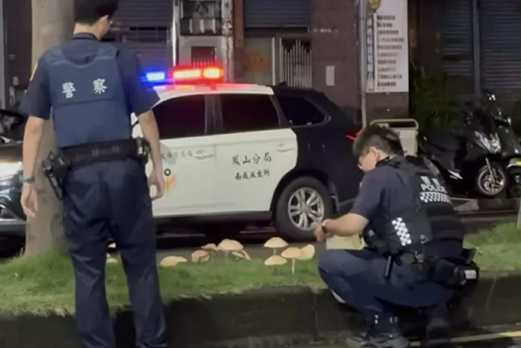 為了避免交通事故及民眾誤採毒菇,警方已於8月5日凌晨將分隔島上的香菇拔除