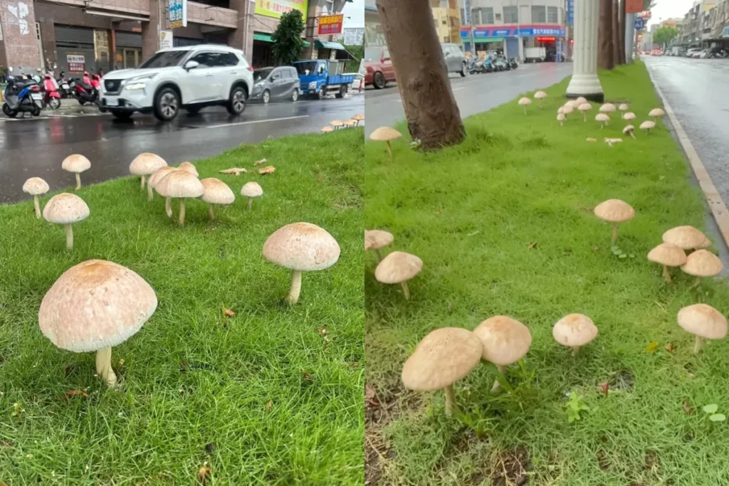 連續降雨,高雄長香菇了