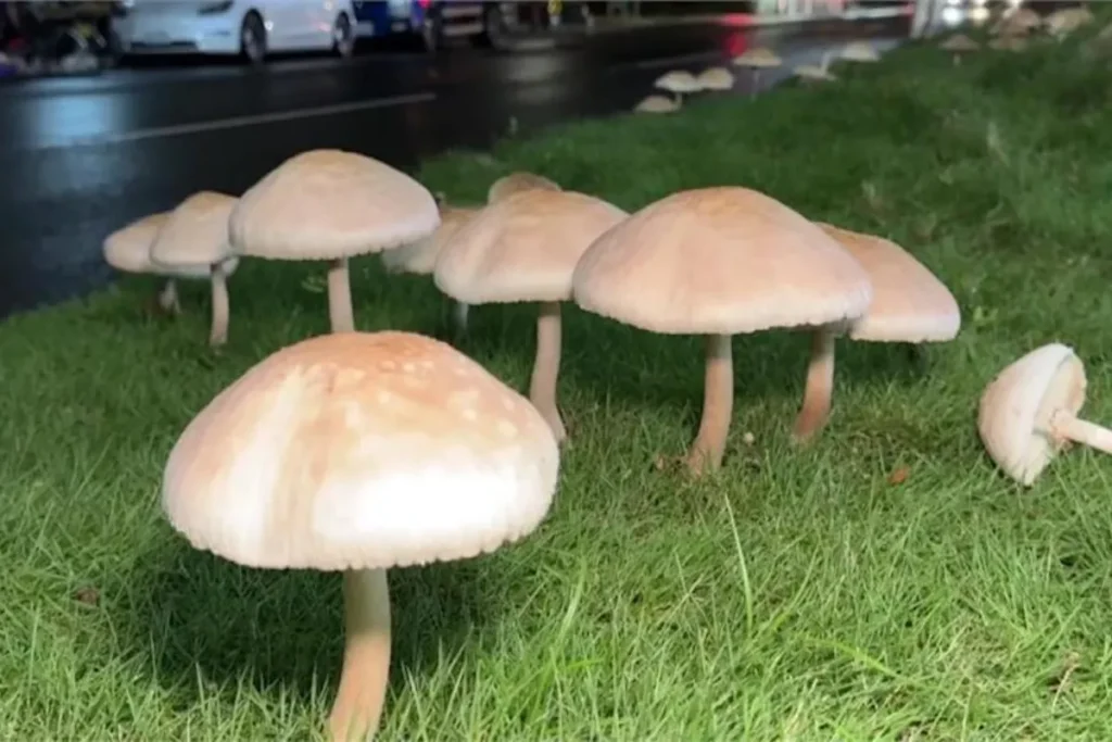 綠褶菇