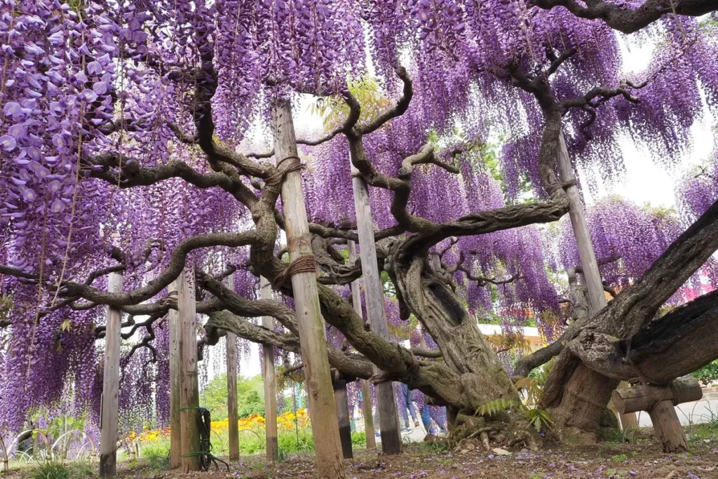 鬼滅之刃景點 4:足利花卉公園