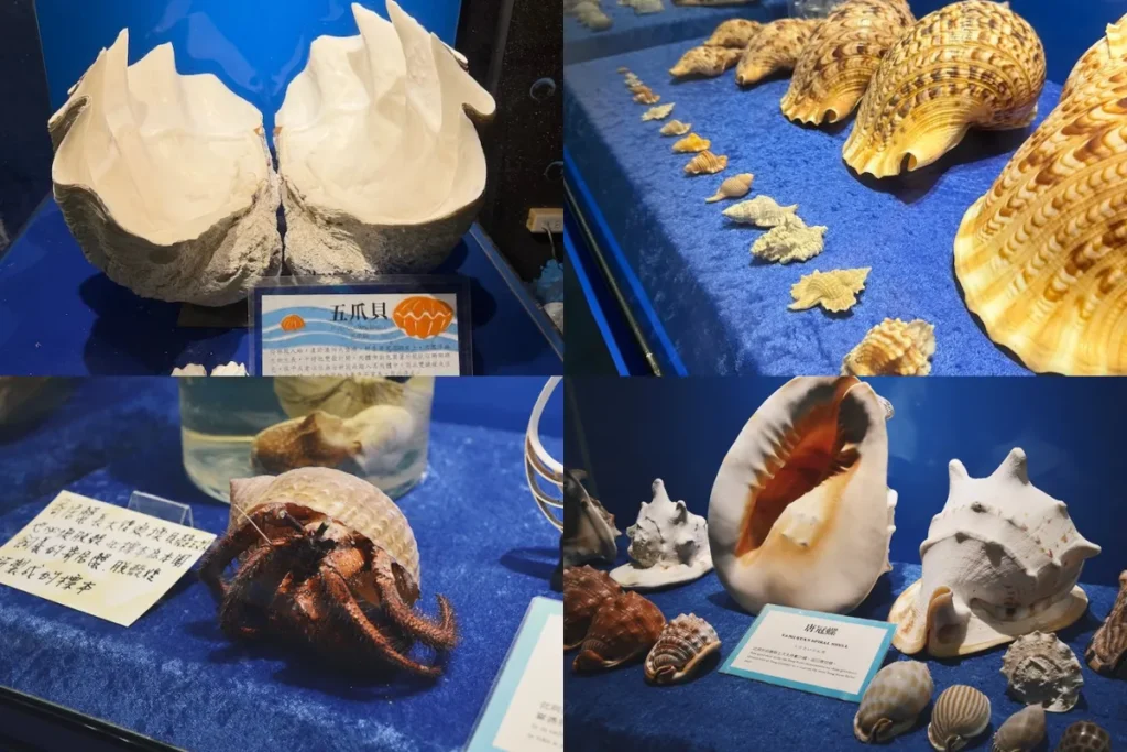 高雄澄清湖海洋奇珍園:世界海洋貝類區