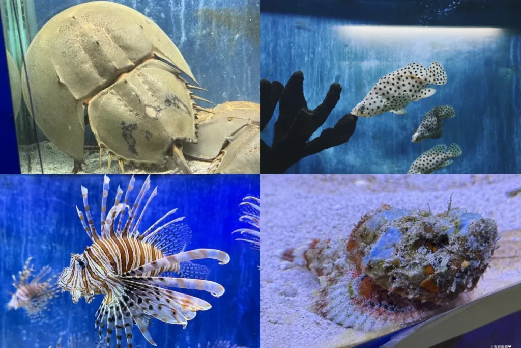 高雄澄清湖海洋奇珍園:世界美麗魚類區
