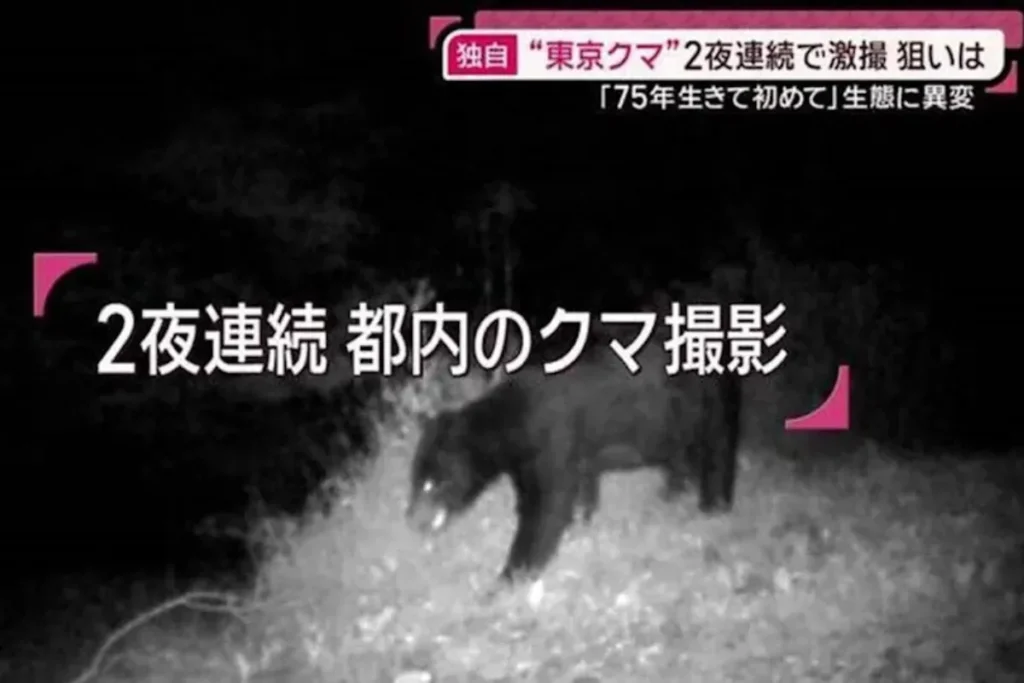 連續兩日傳出日本熊出沒東京消息
