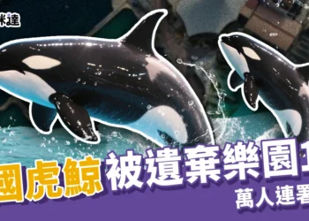 法國虎鯨被遺棄樂園1年！聽見無人機聲竟開始表演，萬人連署救援