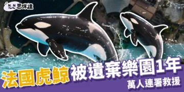 法國虎鯨被遺棄樂園1年！聽見無人機聲竟開始表演，萬人連署救援