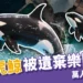 法國虎鯨被遺棄樂園1年!聽見無人機聲竟開始表演,萬人連署救援