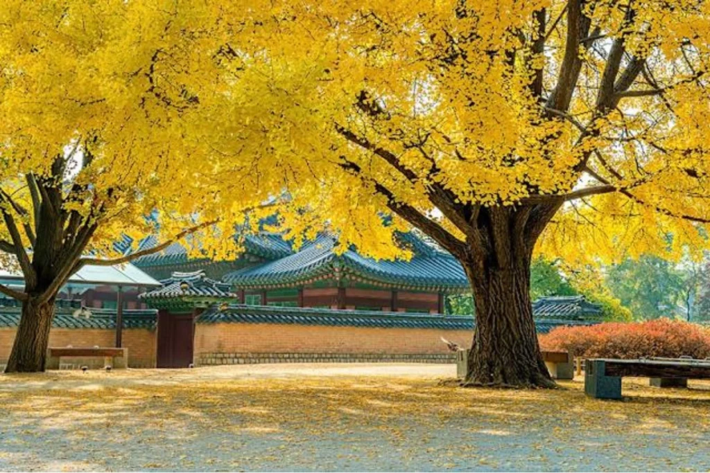 韓國景福宮