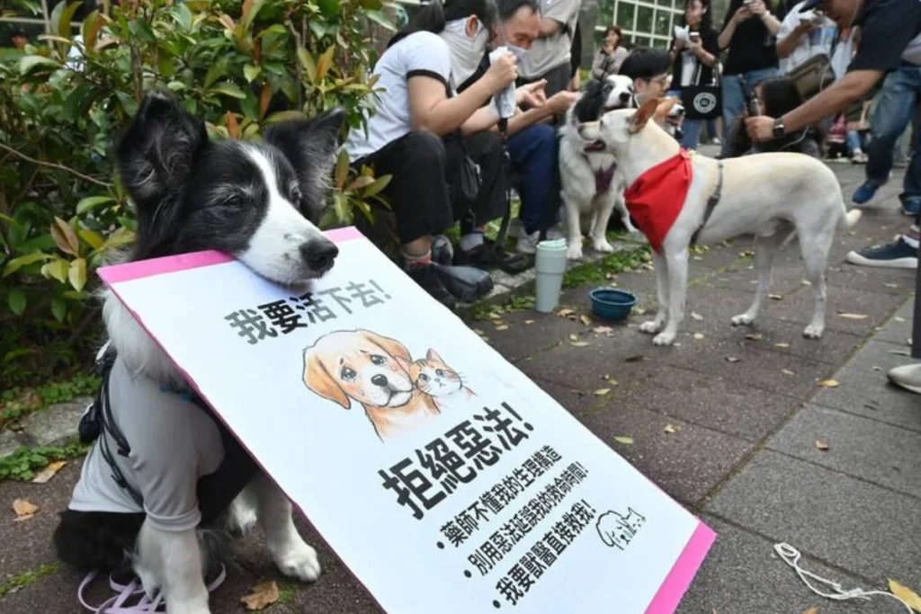 寵物用藥新制規定未登錄動物用藥的藥品,動物醫院不得備藥